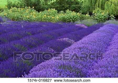 Lavender Washington USA View Large Photo Image Stock Photo - Lavender Washington USA. Fotosearch