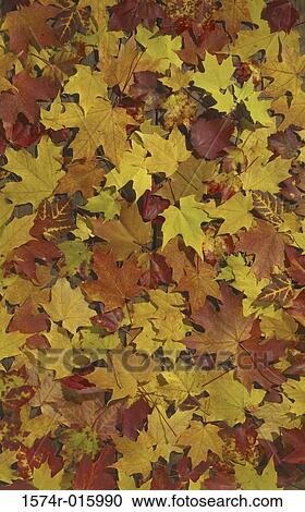 Leaves on the floor in autumn View Large Photo Image Stock Image - Leaves on the floor in autumn. Fotosearch