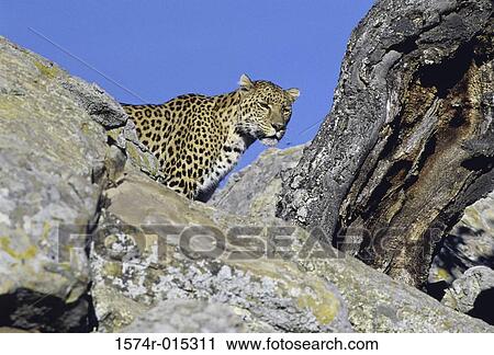 Leopard View Large Photo Image Stock Image - Leopard. Fotosearch