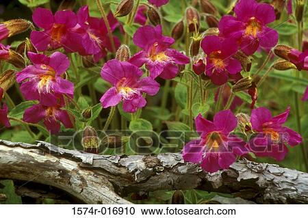 Lewis' Monkey Flowers View Large Photo Image Stock Image - Lewis' Monkey Flowers. Fotosearch