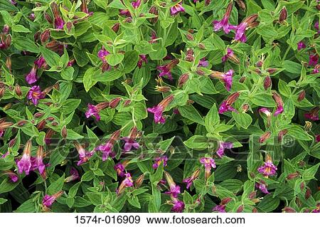 Lewis' Monkey Flowers View Large Photo Image Stock Photo - Lewis' Monkey Flowers. Fotosearch