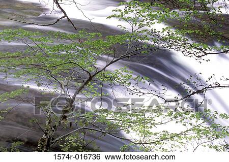 Lewis River Washington USA View Large Photo Image Stock Photograph - Lewis River Washington USA. Fotosearch