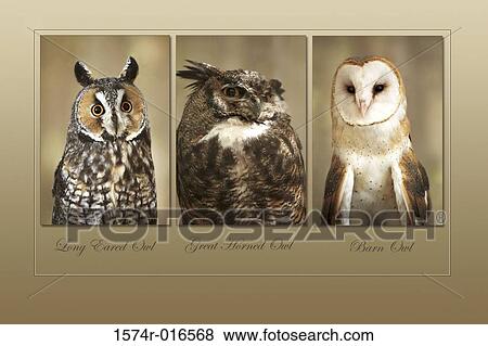 Stock Photo - Long-eared Owl Great Horned Owl Barn Owl. Fotosearch
