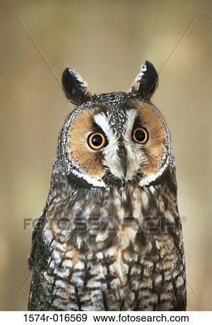 Stock Photo - Long-eared Owl. Fotosearch