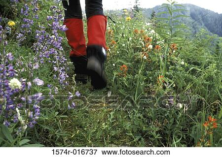Stock Photo - Low section view of a person walking in a field of flowers. Fotosearch