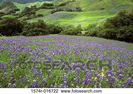 Stock Image - Lupine Field California USA. Fotosearch