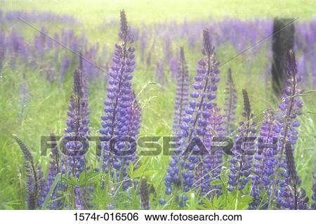 Lupines Olympic National Forest Washington USA View Large Photo Image Stock Photograph - Lupines Olympic National Forest Washington USA. Fotosearch