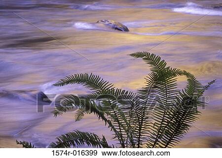 Lyre River, Washington USA View Large Photo Image Stock Photo - Lyre River, Washington USA. Fotosearch