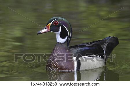 Male Wood Duck View Large Photo Image Stock Image - Male Wood Duck. Fotosearch