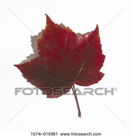 Maple Leaf View Large Photo Image Stock Image - Maple Leaf. Fotosearch