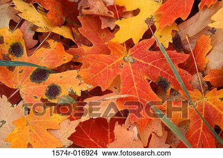 Maple View Large Photo Image Picture - Maple. Fotosearch