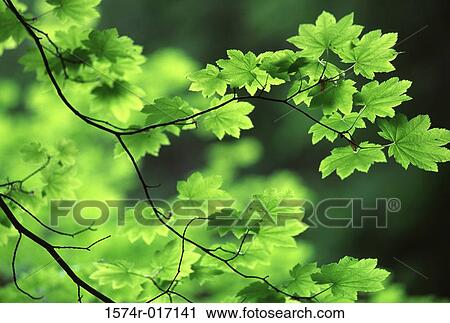 Stock Image - Maple. Fotosearch