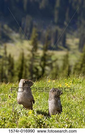 Marmots Mount Rainier National Park Washington, USA View Large Photo Image Stock Image - Marmots Mount Rainier National Park Washington, USA. Fotosearch