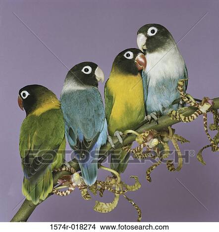 Masked Lovebirds View Large Photo Image Picture - Masked Lovebirds. Fotosearch