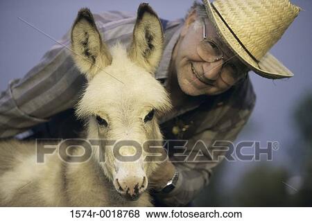 Miniature Donkey View Large Photo Image Stock Photo - Miniature Donkey. Fotosearch