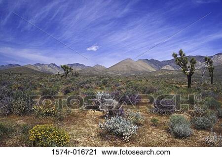 Mojave Desert California USA View Large Photo Image Stock Image - Mojave Desert California USA. Fotosearch
