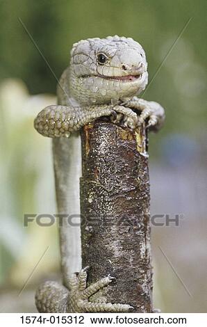 Stock Image - Monkey-tailed Skink. Fotosearch