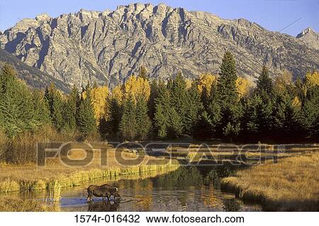 Moose Grand Teton National Park Wyoming USA View Large Photo Image Stock Image - Moose Grand Teton National Park Wyoming USA. Fotosearch