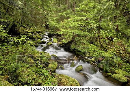 Stock Photo - Mount Hood National Forest Oregon USA. Fotosearch