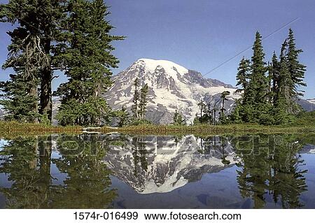 Mount Rainier Mount Rainier National Park Washington USA View Large Photo Image Stock Photo - Mount Rainier Mount Rainier National Park Washington USA. Fotosearch