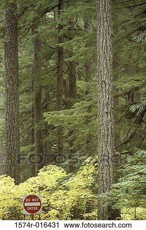 Stock Image - Mount Rainier National Park Washington USA. Fotosearch