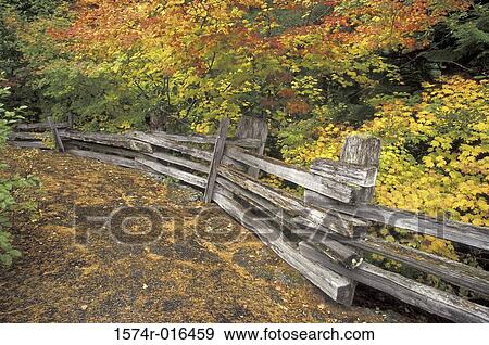 Mount Rainier National Park Washington USA View Large Photo Image Stock Photo - Mount Rainier National Park Washington USA. Fotosearch