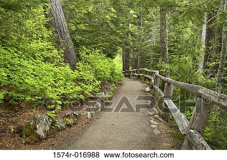 Stock Photo - Mount Rainier National Park Washington USA. Fotosearch