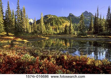 Mount Rainier National Park Washington USA View Large Photo Image Stock Photograph - Mount Rainier National Park Washington USA. Fotosearch