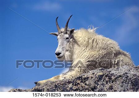 Mountain Goat View Large Photo Image Stock Image - Mountain Goat. Fotosearch