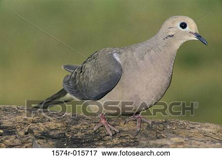 Stock Photo - Mourning Dove. Fotosearch