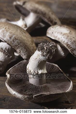 Mushrooms View Large Photo Image Stock Image - Mushrooms. Fotosearch
