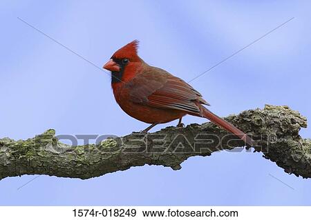 Northern Cardinal View Large Photo Image Stock Photo - Northern Cardinal. Fotosearch