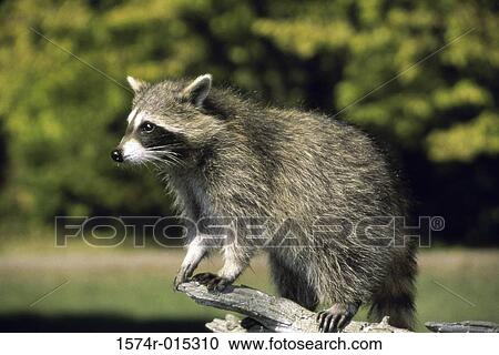Northern Raccoon View Large Photo Image Stock Image - Northern Raccoon. Fotosearch