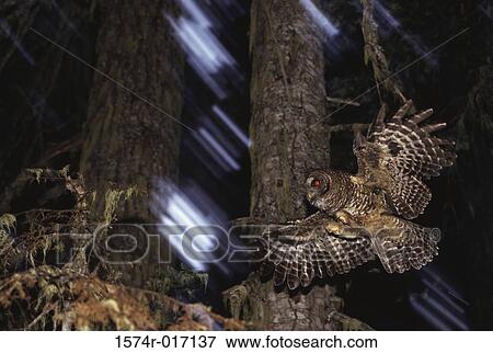 Northern Spotted Owl Washington USA View Large Photo Image Stock Photo - Northern Spotted Owl Washington USA. Fotosearch