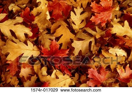 Oak Leaves View Large Photo Image Stock Photo - Oak Leaves. Fotosearch