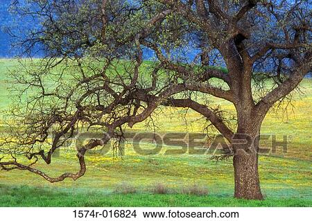 Oak Tree California USA View Large Photo Image Picture - Oak Tree California USA. Fotosearch