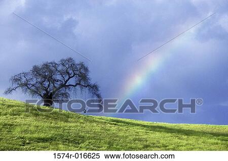 Oak Tree California USA View Large Photo Image Stock Photography - Oak Tree California USA. Fotosearch