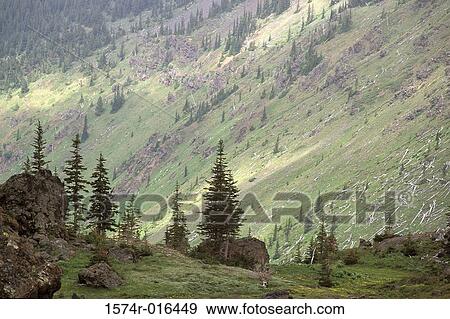 Olympic National Forest Washington USA View Large Photo Image Stock Photo - Olympic National Forest Washington USA. Fotosearch