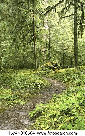 Olympic National Park Washington USA View Large Photo Image Picture - Olympic National Park Washington USA. Fotosearch