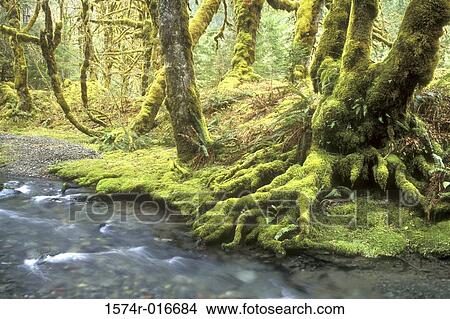 Olympic National Park Washington USA View Large Photo Image Picture - Olympic National Park Washington USA. Fotosearch