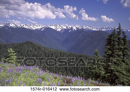 Stock Image - Olympic National Park Washington USA. Fotosearch