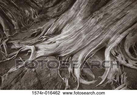 Stock Image - Olympic National Park Washington USA. Fotosearch