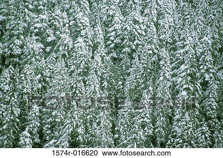 Stock Image - Olympic National Park Washington USA. Fotosearch