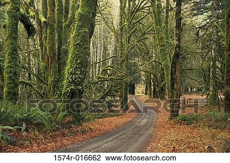 Olympic National Park Washington USA View Large Photo Image Stock Image - Olympic National Park Washington USA. Fotosearch