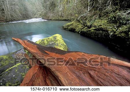 Stock Image - Olympic National Park Washington USA. Fotosearch