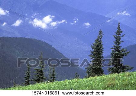 Stock Image - Olympic National Park Washington USA. Fotosearch