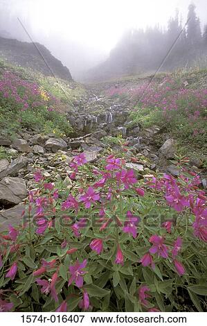 Stock Photo - Olympic National Park Washington USA. Fotosearch