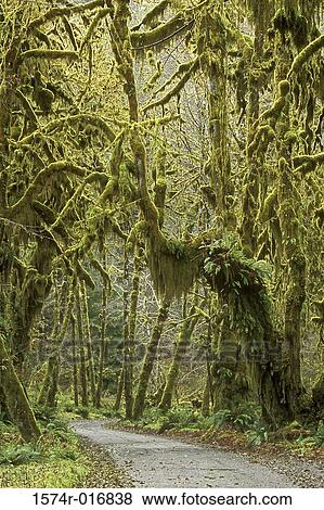 Olympic National Park Washington USA View Large Photo Image Stock Photo - Olympic National Park Washington USA. Fotosearch