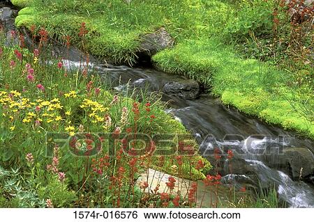 Stock Photograph - Olympic National Park Washington USA. Fotosearch