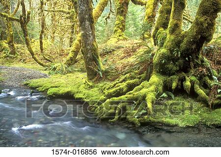 Olympic National Park Washington USA View Large Photo Image Stock Photograph - Olympic National Park Washington USA. Fotosearch